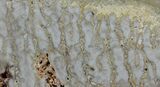 Paleoproterozoic Columnar Stromatolite (Eucapsiphora) - Australia #96217-1